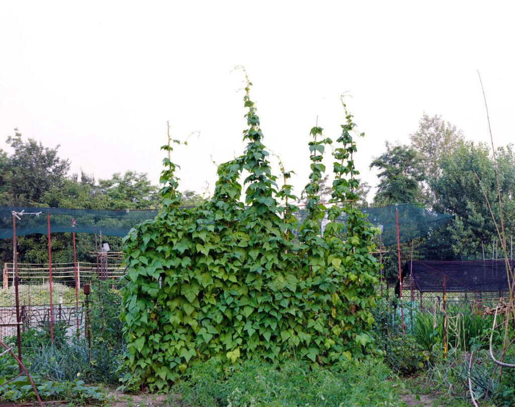 06.2011 – Bean plants. Photograph by Giorgio Agazzi