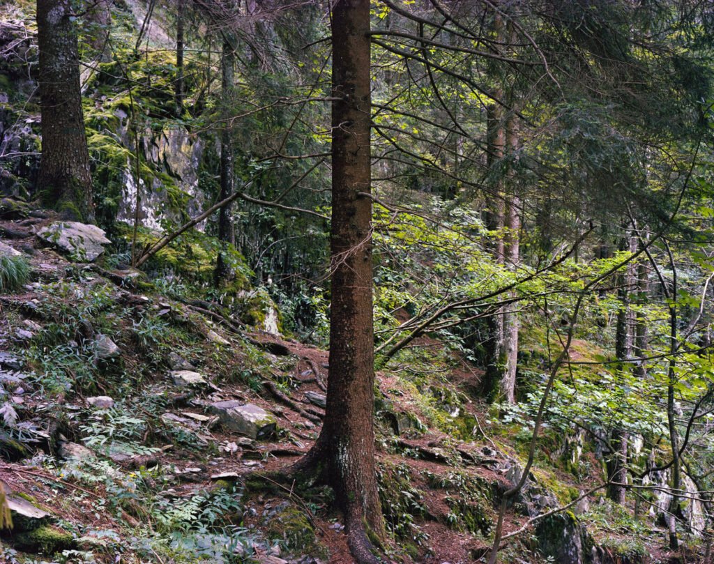 2011 – Norway spruce. Photograph by Giorgio Agazzi