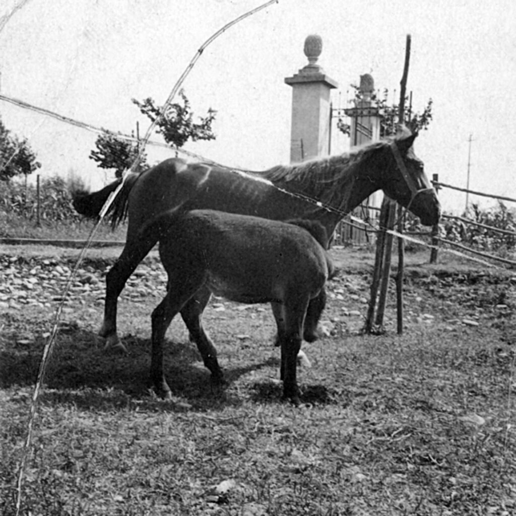 Horses_Family_Agazzi_archive